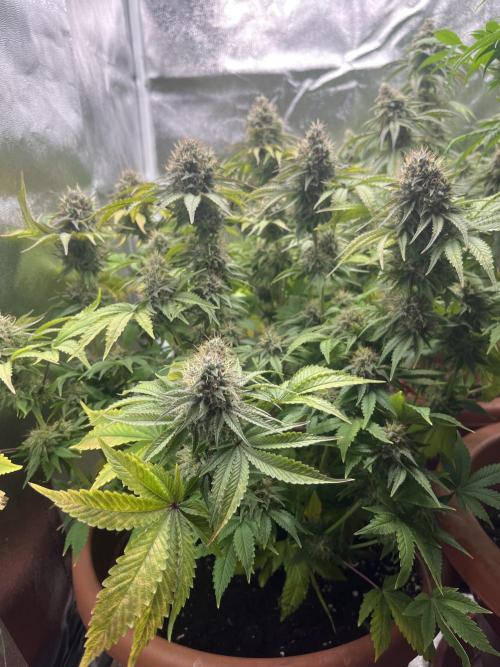 Barney’s Papaya frosting by barney’s. Week 10