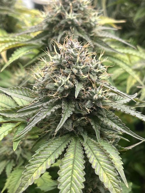 Barney’s Papaya frosting by barney’s. Week 10