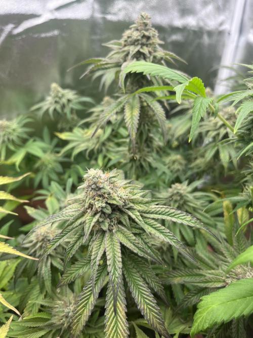 Barney’s Papaya frosting by barney’s. Week 10