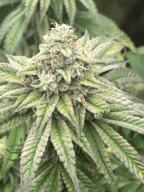 Barney’s Papaya frosting by barney’s. Week 10
