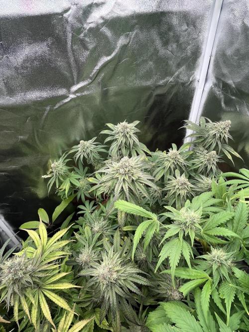 Barney’s Papaya frosting by barney’s. Week 10