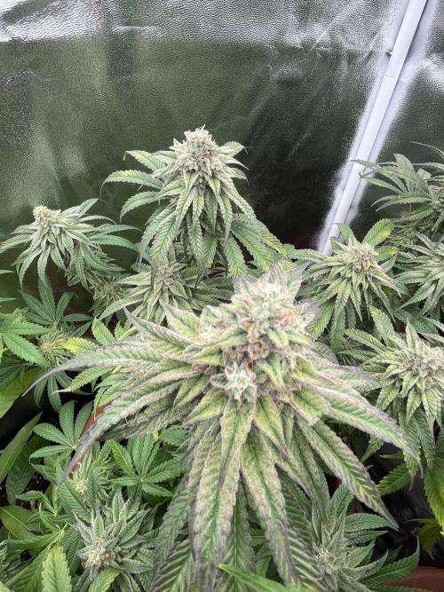 Barney’s Papaya frosting by barney’s. Week 10
