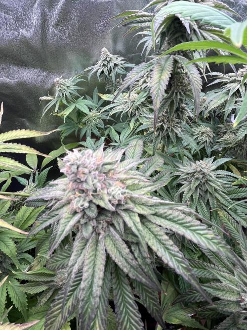 Barney’s Papaya frosting by barney’s. Week 10