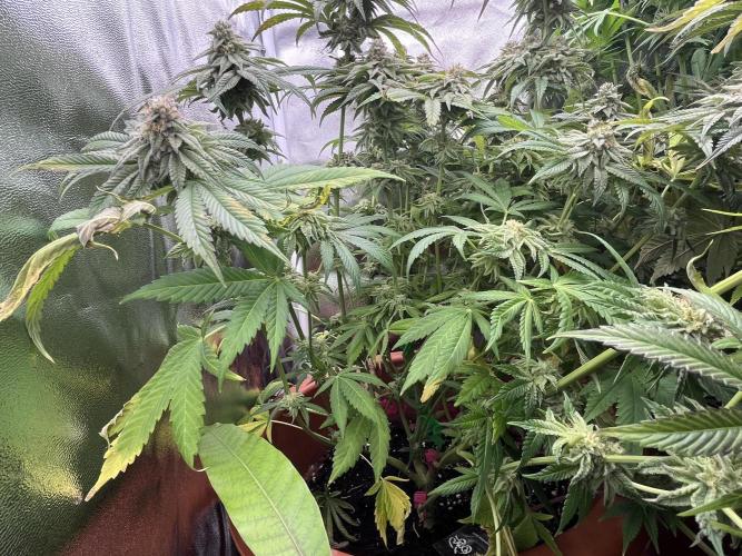 Barney’s Papaya frosting by barney’s. Week 10