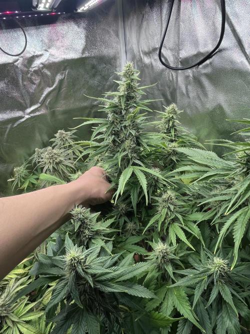 Barney’s Papaya frosting by barney’s. Week 10