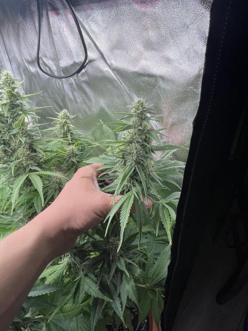 Barney’s Papaya frosting by barney’s. Week 10