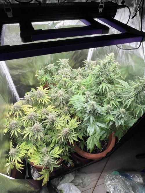 Anonymus420