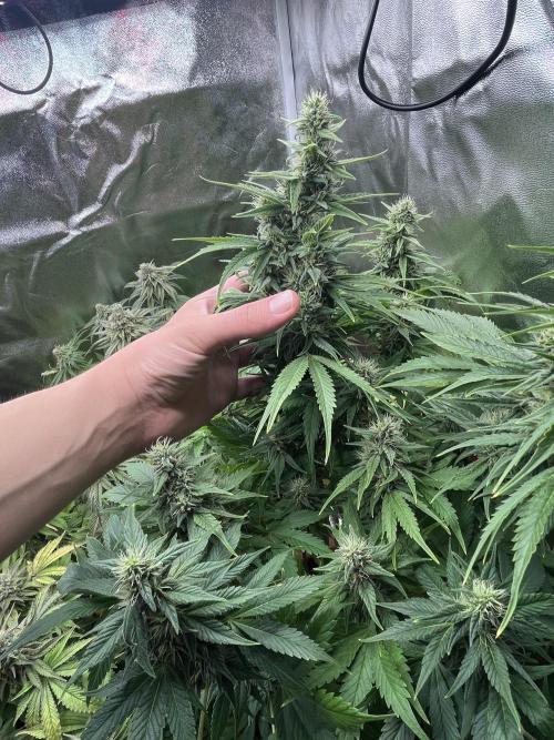 Anonymus420