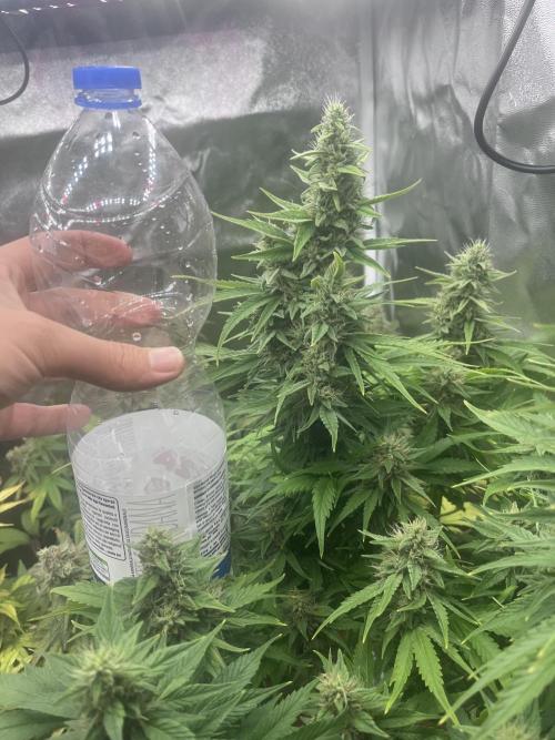 Barney’s Papaya frosting by barney’s. Week 11 - Like a bottle 1.5l 