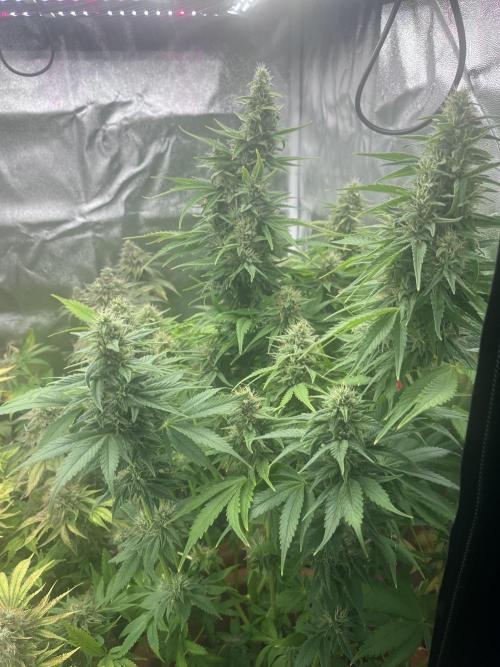 Barney’s Papaya frosting by barney’s. Week 11