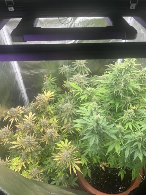 Barney’s Papaya frosting by barney’s. Week 11