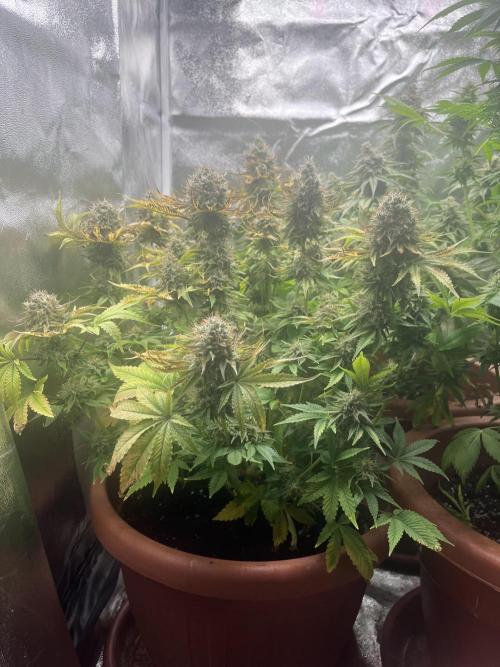 Barney’s Papaya frosting by barney’s. Week 11