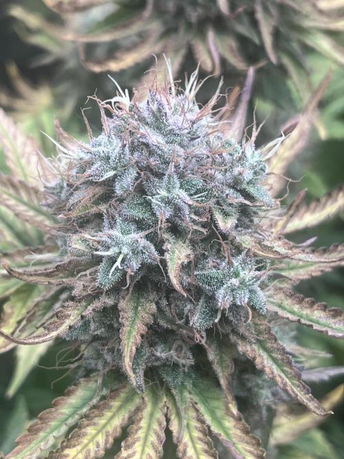 Barney’s Papaya frosting by barney’s. Week 11
