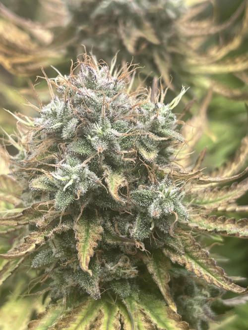 Barney’s Papaya frosting by barney’s. Week 11
