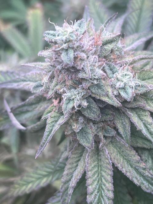 Barney’s Papaya frosting by barney’s. Week 11