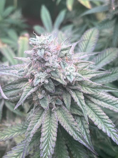 Barney’s Papaya frosting by barney’s. Week 11