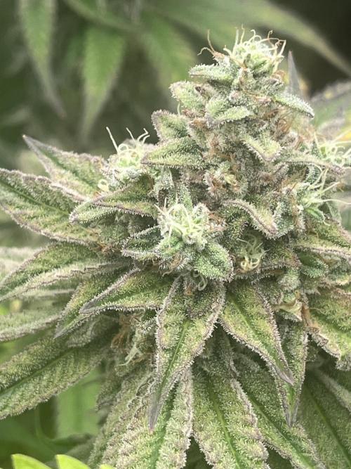 Barney’s Papaya frosting by barney’s. Week 11