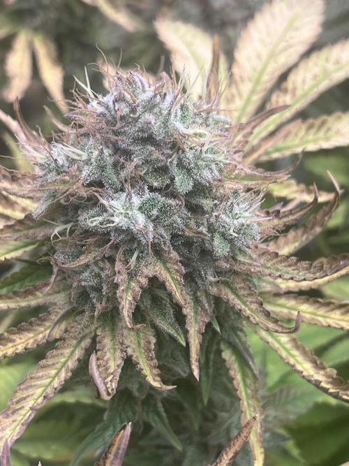 Barney’s Papaya frosting by barney’s. Week 11