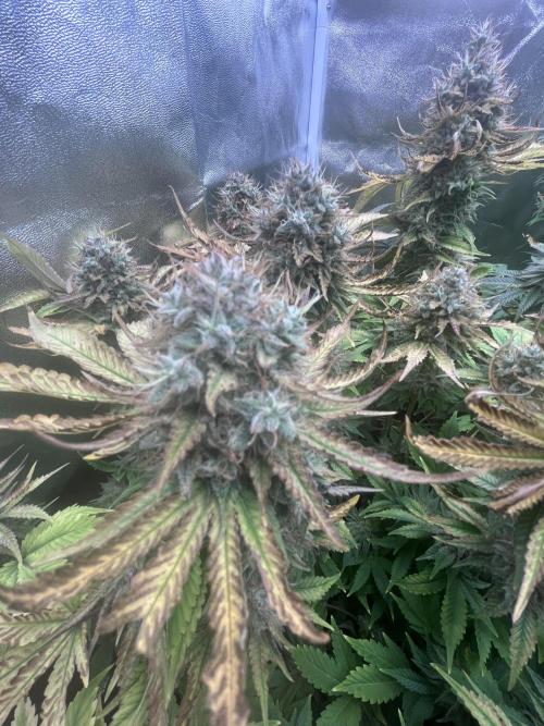 Barney’s Papaya frosting by barney’s. Week 11