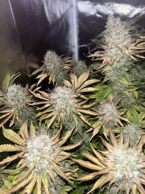 Barney’s Papaya frosting by barney’s. Week 11