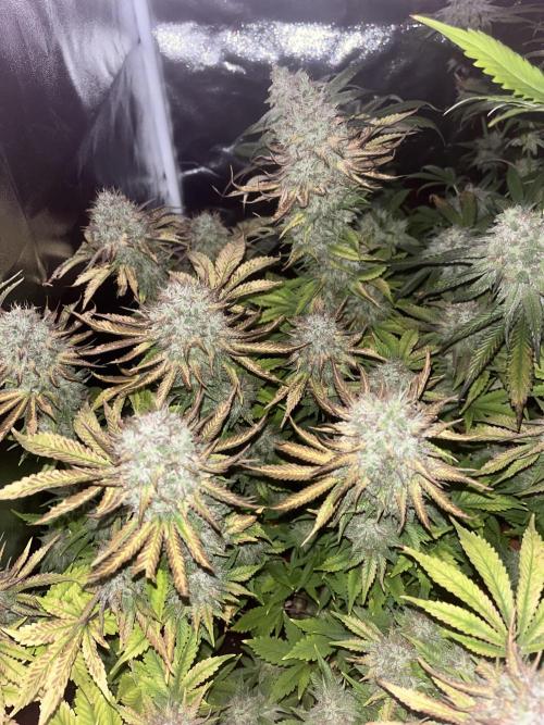Barney’s Papaya frosting by barney’s. Week 11