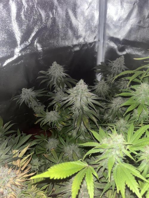 Barney’s Papaya frosting by barney’s. Week 11