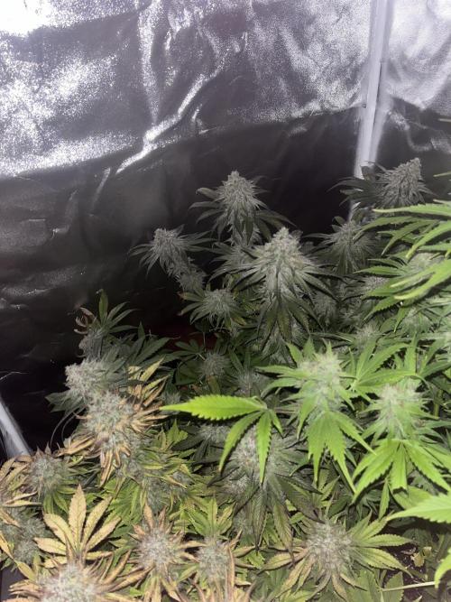 Barney’s Papaya frosting by barney’s. Week 11