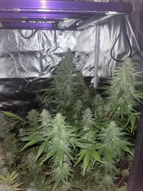 Barney’s Papaya frosting by barney’s. Week 11