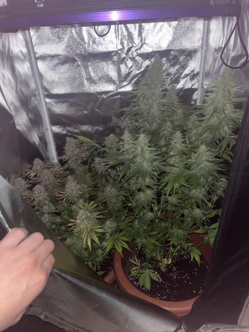 Barney’s Papaya frosting by barney’s. Week 11