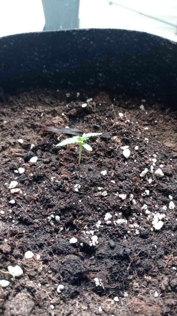 Gorilla Wedding. Week 1