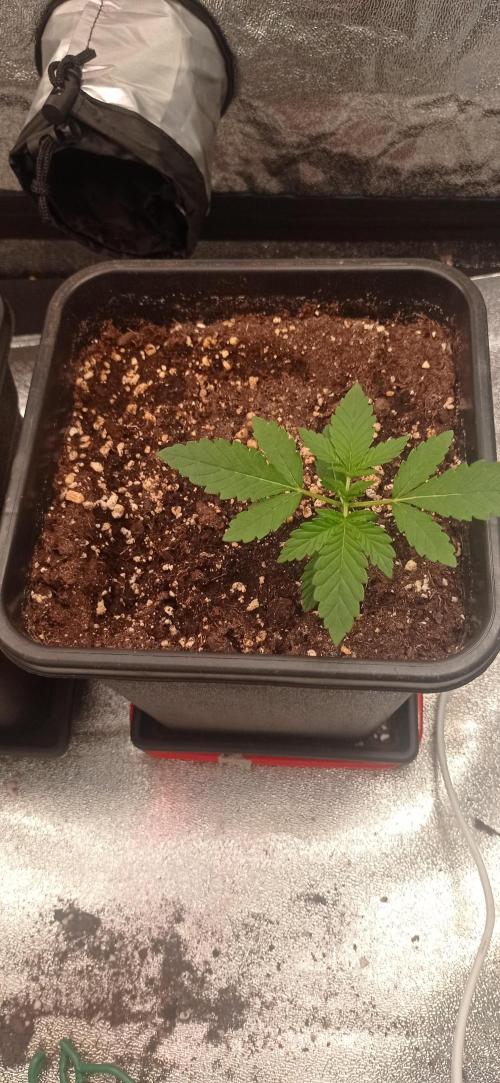 Gorilla Wedding. Week 2