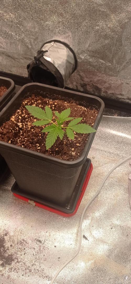 Gorilla Wedding. Week 2