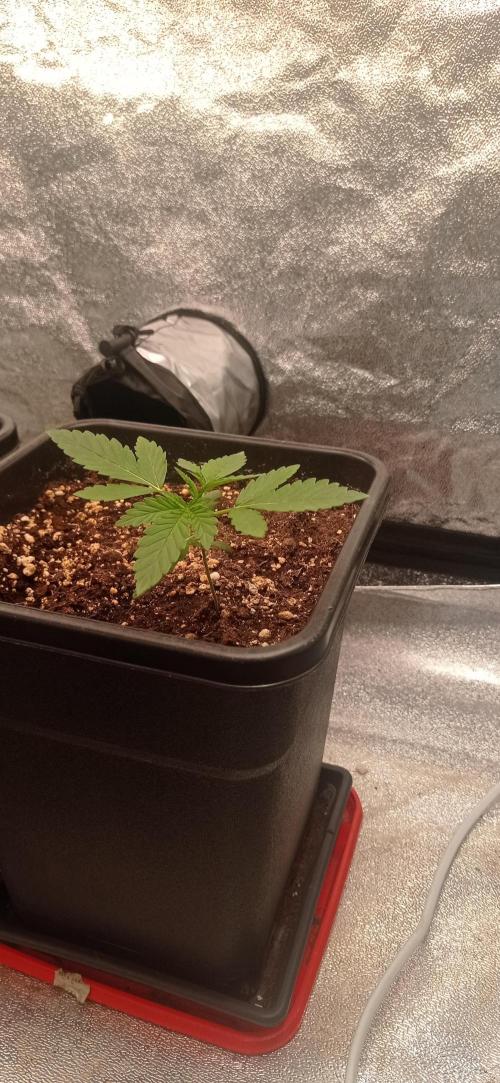 Gorilla Wedding. Week 2