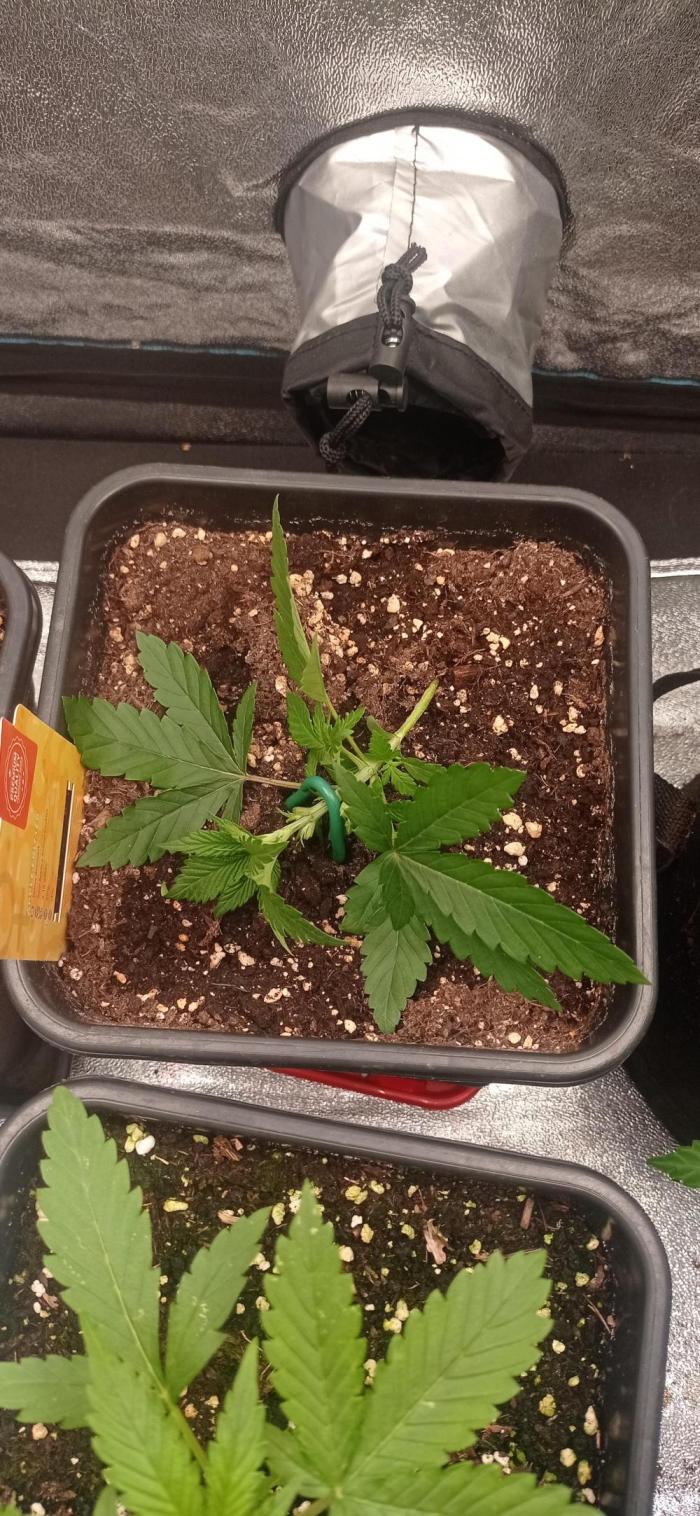 Gorilla Wedding. Week 3