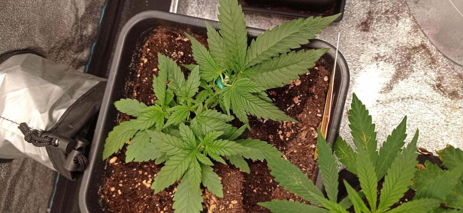 Gorilla Wedding. Week 4