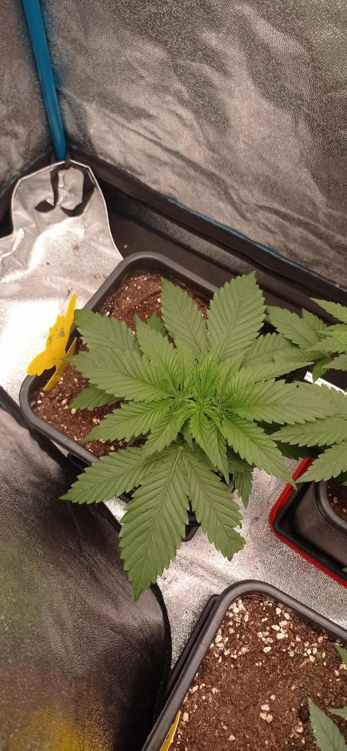 Gorilla Wedding. Week 5