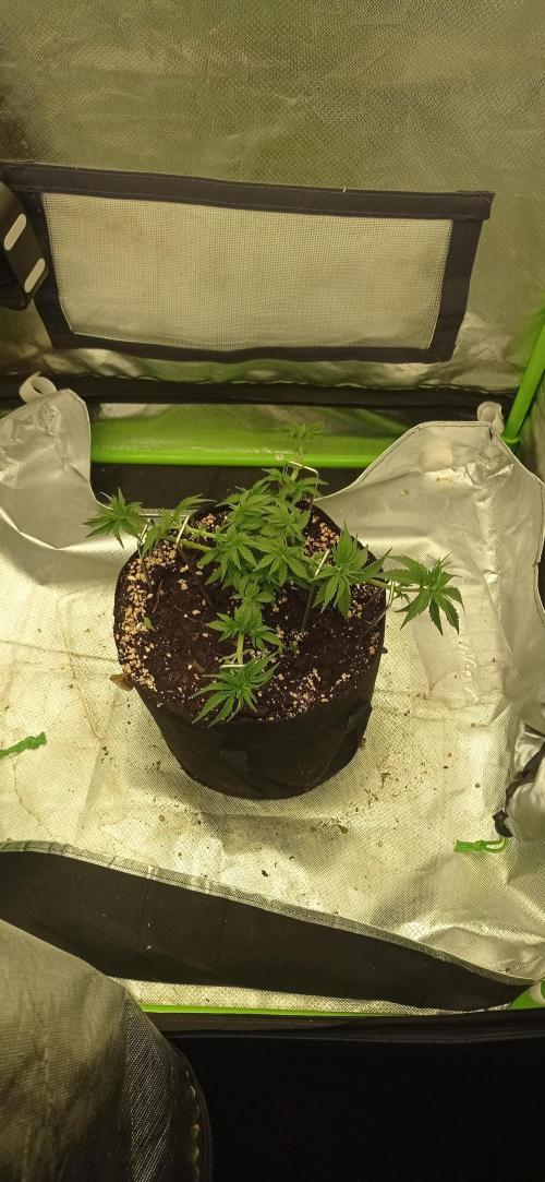 Gorilla Wedding. Week 6