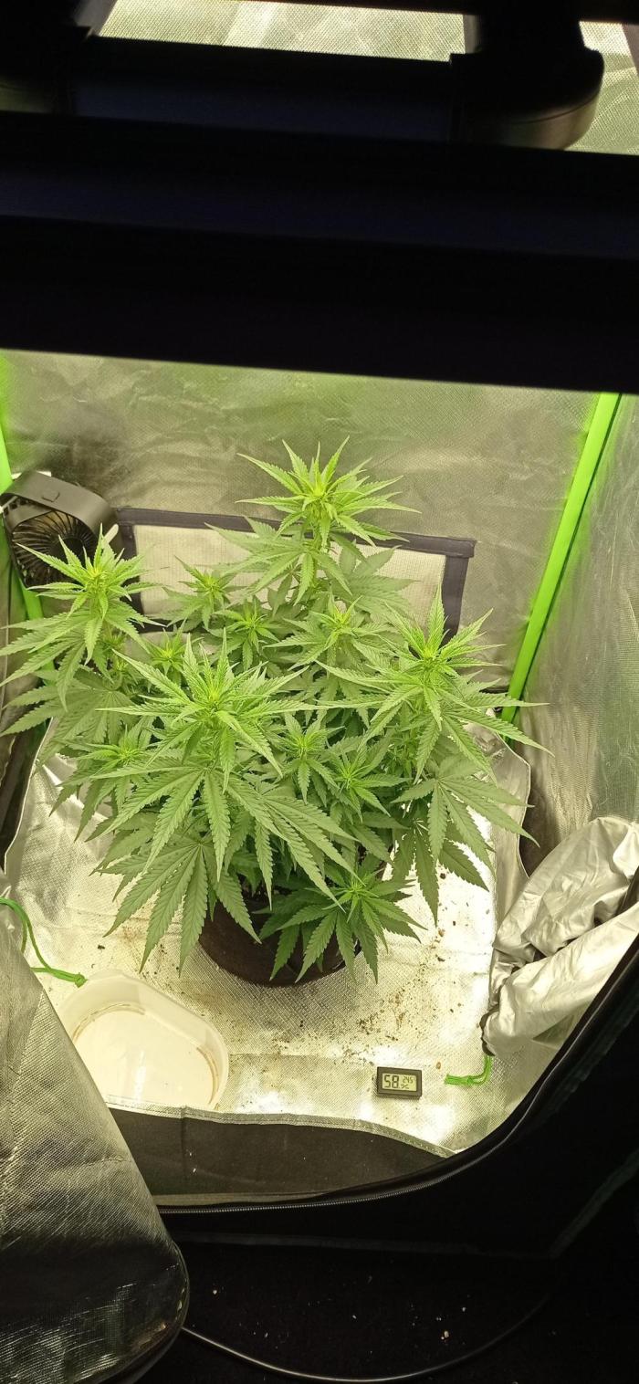 Gorilla Wedding. Week 7