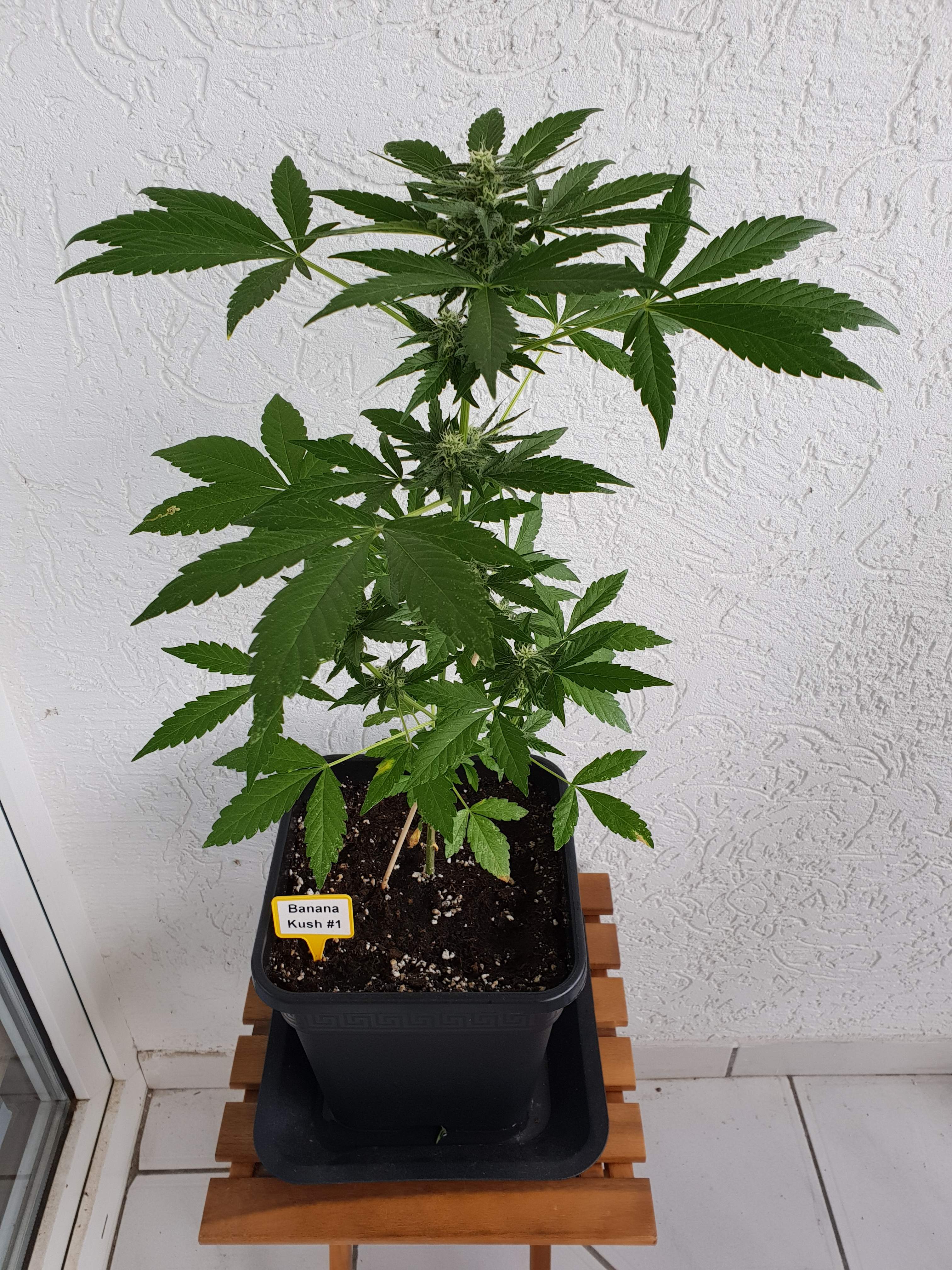 Anesia Seeds Banana Kush Auto grow diary (journal) week7 by scsimodo