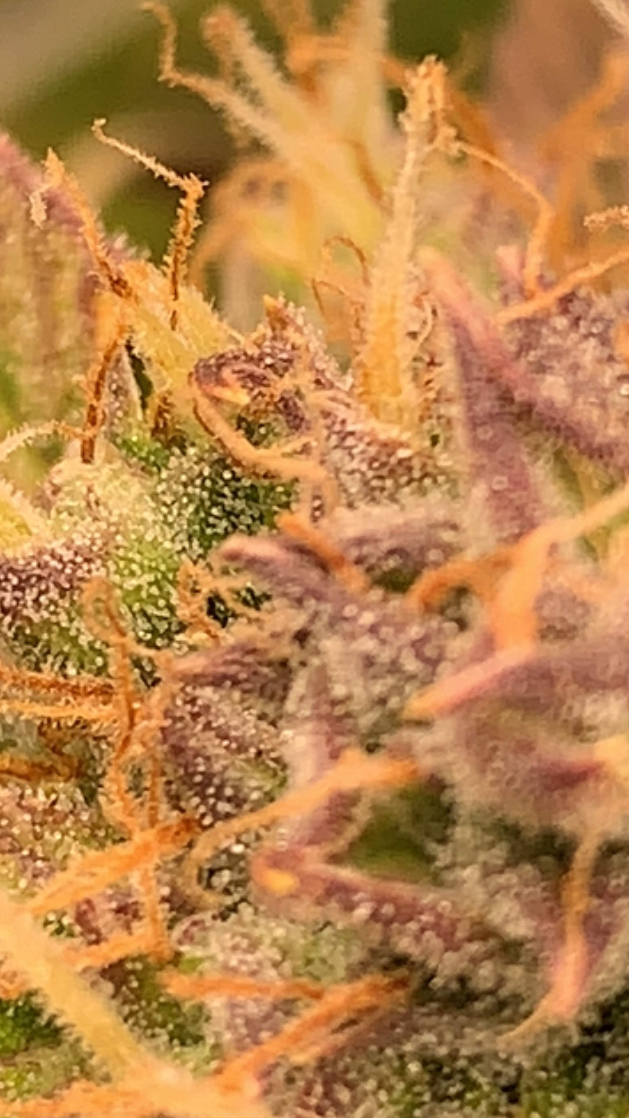 Blackberry Kush grow diary (journal) week9 by Kokie GrowDiaries