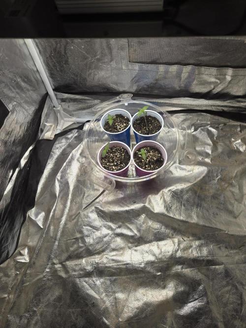 Jolly Jay/ Blackberry Cookies. Week 1