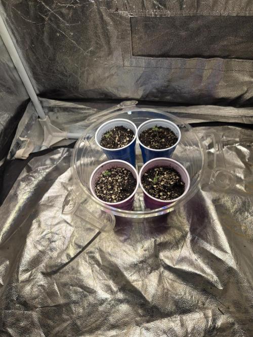 Jolly Jay/ Blackberry Cookies. Week 1