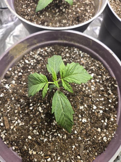 Jolly Jay/ Blackberry Cookies. Week 2