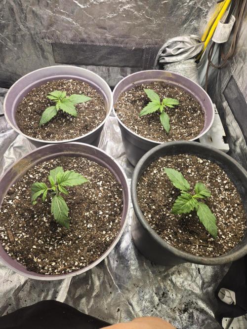 Jolly Jay/ Blackberry Cookies. Week 2