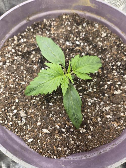 Jolly Jay/ Blackberry Cookies. Week 2