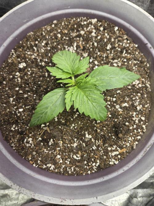 Jolly Jay/ Blackberry Cookies. Week 2