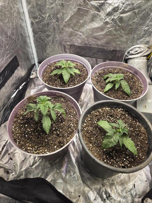 Jolly Jay/ Blackberry Cookies. Week 3