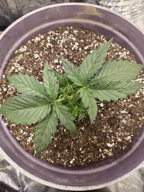 Jolly Jay/ Blackberry Cookies. Week 3