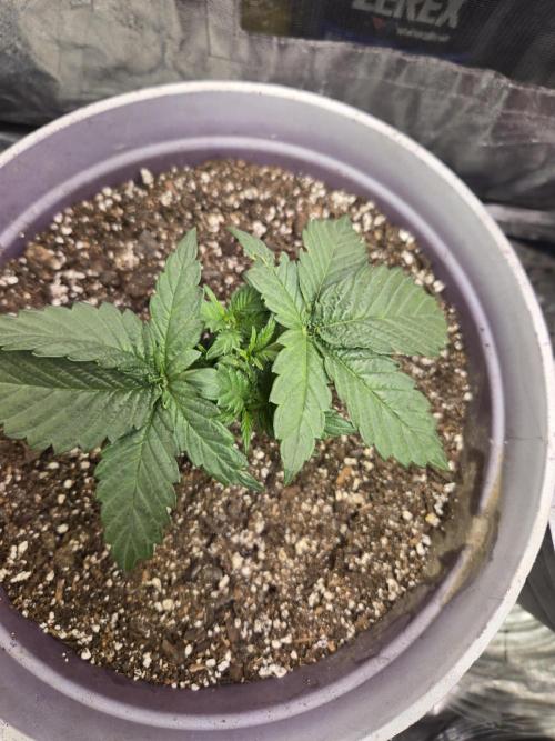 Jolly Jay/ Blackberry Cookies. Week 3