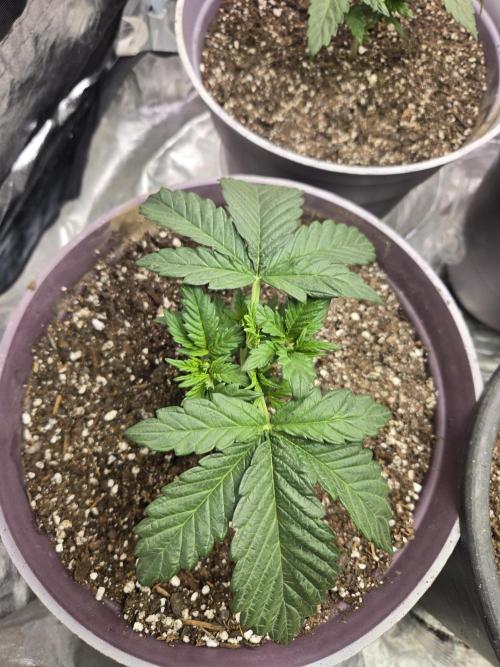 Jolly Jay/ Blackberry Cookies. Week 3